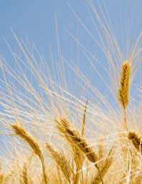 Gluten-free Diet Celiac Disease Wheat